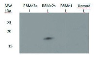H3R8me2(sym) | H3 Histone 3 (sym-dimethylated Arg8) in the group Antibodies for Plant/Algal  / DNA/RNA/Cell Cycle / Epigenetics/DNA methylation at Agrisera AB (Antibodies for research) (AS16 3178)